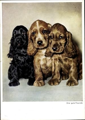 Bild des Verkufers fr Ansichtskarte / Postkarte Hunde, Drei gute Freunde, Hundeportrait zum Verkauf von akpool GmbH