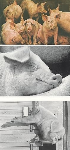 Imagen del vendedor de Forty Wings Factory Farmed Pigs Want A Secret 3x Pig Postcard s a la venta por Postcard Finder