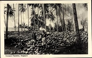 Bild des Verkufers fr Ansichtskarte / Postkarte Singapore Singapur, Coconut Plantation zum Verkauf von akpool GmbH