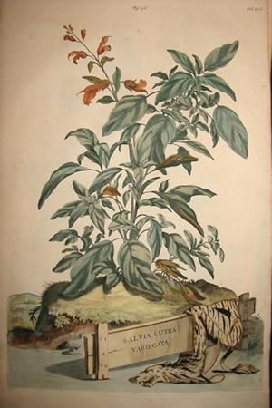 Imagen del vendedor de Salvia Lutea Variegata a la venta por Libreria Ex Libris ALAI-ILAB/LILA member