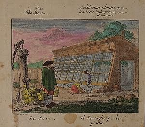 Das Glashaus - Aedificium plantis - La Serre - Il Serraglio per le piante. Altkolorierter Kupfers...