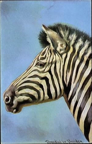 Künstler Ansichtskarte / Postkarte Donadini, Antonio Ermenegildo, Zebra, Kopfstudie