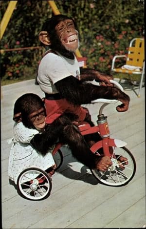 Ansichtskarte / Postkarte Me and my shadow, Chimpanzees, Chimpansen in Kinderkleidung auf einem D...