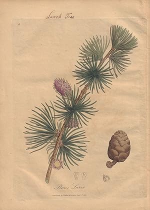 Pinus Larix [Larch Tree]