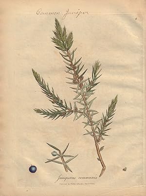 Jinperus communis [Common Juniper]