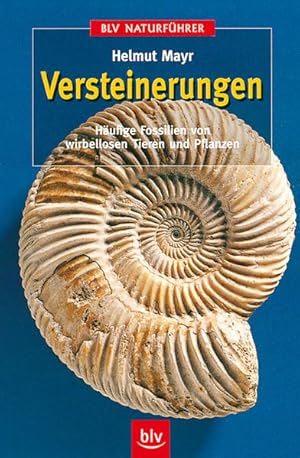 Versteinerungen: Häufige Fossilien von wirbellosen Tieren und Pflanzen