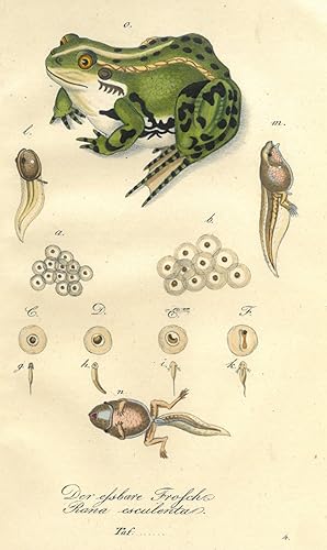 Bild des Verkufers fr FROSCH. "Der essbare Frosch. Rana esculenta". Mit verschiedenen Stadien einer Kaulquappe. zum Verkauf von Franziska Bierl Antiquariat