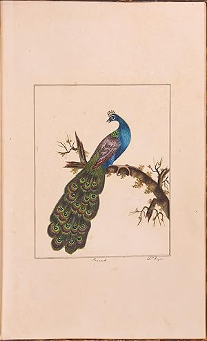 Collection of 115 Original Bird Watercolors in Two Volumes