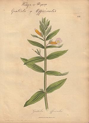 Gratiola officinalis [Gratiola Officinalis; Hedge, Hyssop]