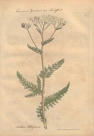 Achilea Millefolium [Common Yarrow or Asillfoil]