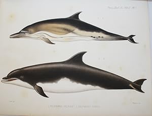 On the External Characters of two Species of British Dolphins (Delphinus delphis, Linn., and Delp...