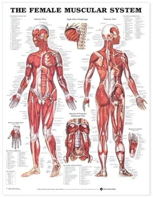 Seller image for Female Muscular System Chart for sale by GreatBookPrices
