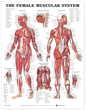 Seller image for Female Muscular System Chart for sale by GreatBookPrices