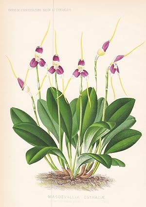 Seller image for Masdevallia Estradae" - South America Sdamerika / Orchid Orchidee / flower Blume Blumen / botanical Botanik Botany for sale by Antiquariat Steffen Vlkel GmbH