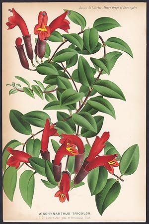 Seller image for "Aeschynanthus Tricolor" - East Indies Sunola Islands flower Blume Blumen botanical Botanik Botany for sale by Antiquariat Steffen Vlkel GmbH