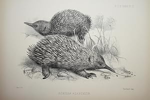 Echidna acanthion Plate