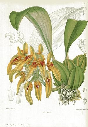 Seller image for Bulbophyllum graveolens (Bailey) J.J. Smith. for sale by Antiquariat Kastanienhof