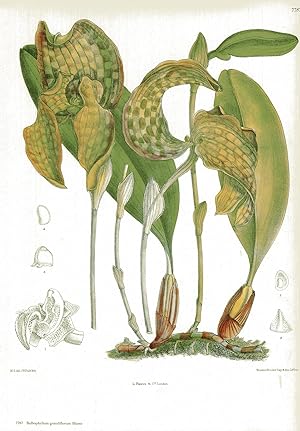 Seller image for Bulbophyllum grandiflorum Blume. for sale by Antiquariat Kastanienhof