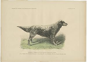 No. 35 Antique Dog Print (c.1890)