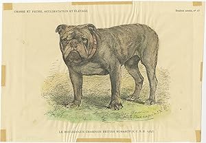 No.15 Antique Dog Print of a Bulldog (c.1890)