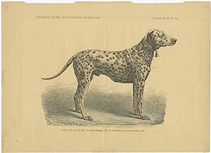 No.14 Antique Dog Print (c.1890)