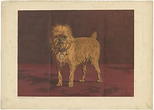 Antique Print of a small Dog (c.1885)