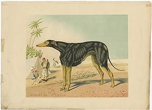 Antique Print of a Dog in the Desert (c.1890)