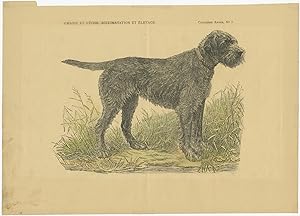 No.3 Antique Dog Print (c.1890)