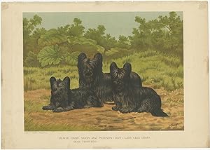 Antique Print of Skye Terriers (c.1885)