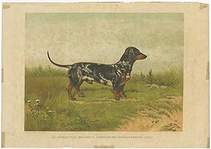 Antique Dog Print of a Dachshund (c.1885)