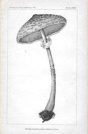Seller image for Three Original Antique Mushroom Plates (1) Parasol Fungus (Lepiota Procera), edible - Plate XXVI (2) Common Field Mushroom (Agaricus Campestris), Edible - Plate XXI (3) Boletus Subluteus, Edible - Plate XXVIII for sale by The Book Shelf