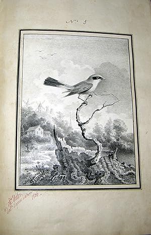 Image du vendeur pour Oiseaux. Dessines d apres nature (a la plume). mis en vente par Arader Galleries Drawings & Watercolors