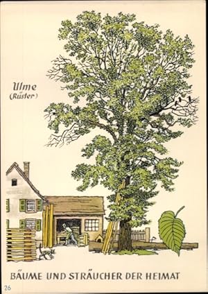 Ansichtskarte / Postkarte Ulme, Rüster, Bäume und Sträucher der Heimat, DJH Jugendherbergsgroschen