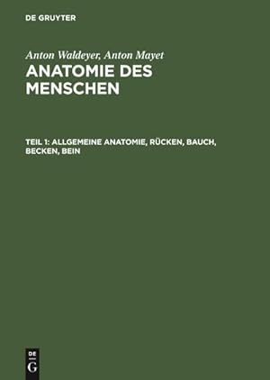 Bild des Verkufers fr Allgemeine Anatomie, Rcken, Bauch, Becken, Bein zum Verkauf von AHA-BUCH GmbH