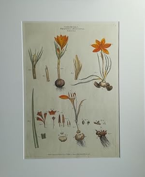 Seller image for Triandria Monogynia Crocus - Krokus. Kol. Kupferstich v. John Miller aus: Illustratio systematis sexualis Linnaei . for sale by Antiquariat Bcheretage