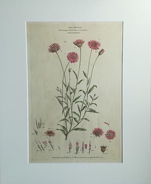 Seller image for Syngenesia Polygamia Superflua Xeranthemum - Spreublume. Kol. Kupferstich v. John Miller aus: Illustratio systematis sexualis Linnaei . for sale by Antiquariat Bcheretage