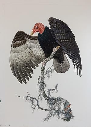 Turkey Vulture [SIGNED]