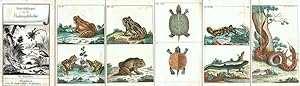 Unterhaltungen aus der Naturgeschichte. Die Amphibien. (Komplett).