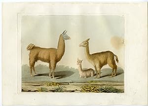 Antique Print-CAMEL SPECIES-ANIMALS-SOUTH AMERICA-Ferrario-Gallina-1821