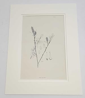 Seller image for Salix Myrsinites 1, 1914 Antique Botanical Print for sale by Maynard & Bradley