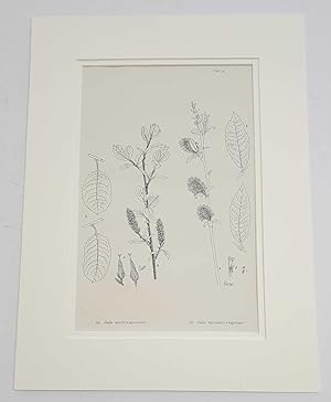 Seller image for Salix Myrsinites 2, 1914 Antique Botanical Print for sale by Maynard & Bradley