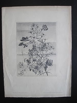 Bild des Verkufers fr "Herbst" Original-Kupferstich, Motiv: 22,6 x 16,6 cm; Blatt: 40 x 30 cm, an den Rndern teilweise gebrunt und angestaubt, sonst gut zum Verkauf von Antiquariat Schleifer