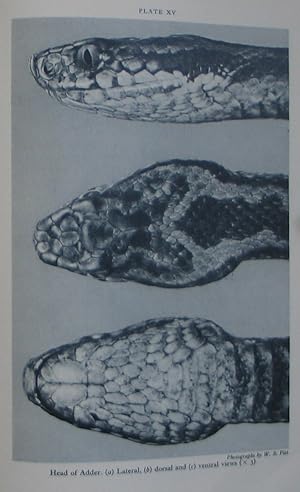 Seller image for The British Amphibians and Reptiles for sale by Brian P. Martin Antiquarian and Collectors' Books
