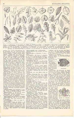 Bild des Verkufers fr LAMINA 51647: Tipos de hojas zum Verkauf von EL BOLETIN