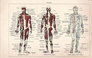 Imagen del vendedor de LAMINA 51646: Cuerpo humano: musculo y sistema circulatorio a la venta por EL BOLETIN