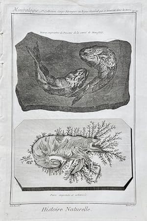 Reino Mineral - Fosiles / Mineralogie, 1ere Collection - Histoire Naturelle - Pl. IX