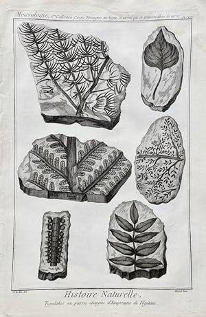 Reino Mineral - Fosiles / Mineralogie, 1ere Collection - Histoire Naturelle, Typolithes ou Pierre...