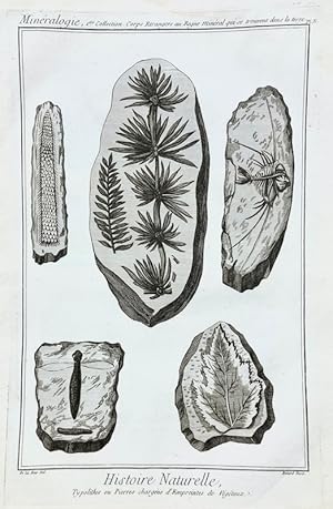 Reino Mineral - Fosiles / Mineralogie, 1ere Collection - Histoire Naturelle, Typolithes ou Pierre...