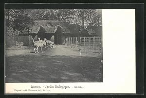 Bild des Verkufers fr Ansichtskarte Anvers, Jardin Zoologique, Lamas, Zoo zum Verkauf von Bartko-Reher