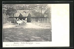 Bild des Verkufers fr Ansichtskarte Anvers, Jardin Zoologique, Lamas, Zoo zum Verkauf von Bartko-Reher